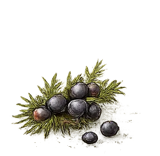 Juniper illustration